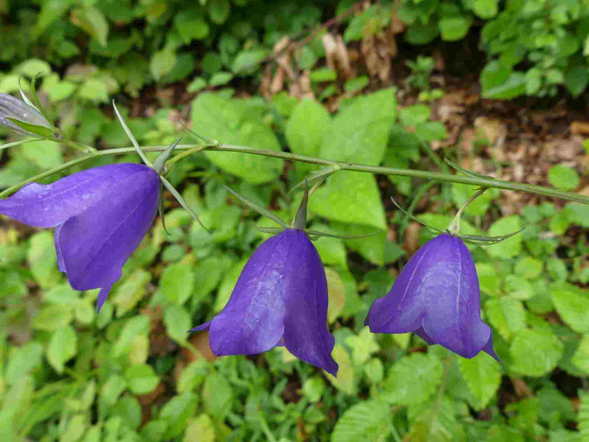 Harebell Flowers